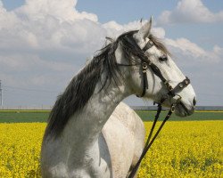 Pferd Calimero (Deutsches Reitpferd, 1998, von Caro)