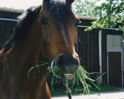 broodmare Felizitas (Oldenburg, 1992, from Fernando I)