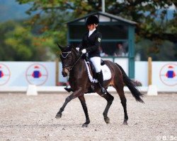 dressage horse Promise Champ of Gipsy (German Riding Pony, 2004, from FS Champion de Luxe)