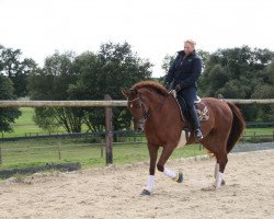 dressage horse Fabiano 73 (Westphalian, 2005, from Fürst Piccolo)