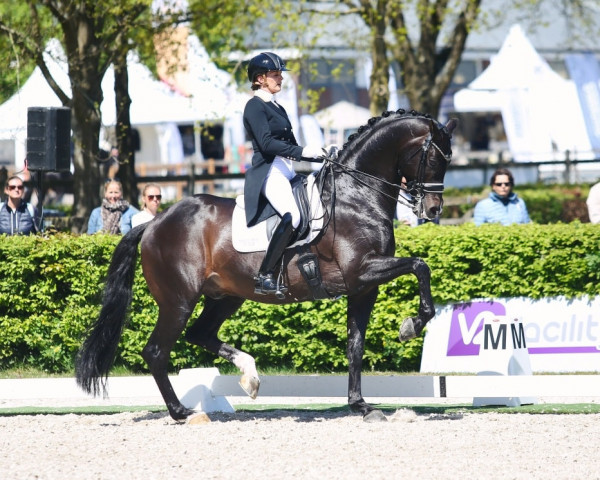 stallion Indian Rock (KWPN (Royal Dutch Sporthorse), 2013, from Apache)