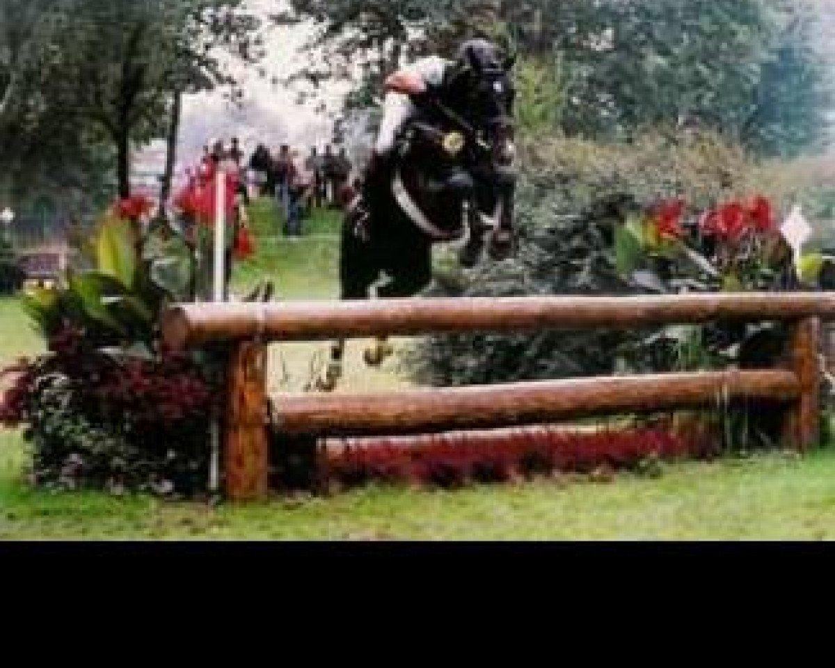 stallion Don Aqui (Hanoverian, 1998, from Don Bosco)