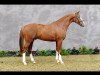 stallion Bailarino (Oldenburg, 2008, from Breitling W)