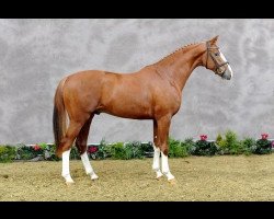 stallion Bailarino (Oldenburg, 2008, from Breitling W)