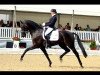 stallion Astrix (KWPN (Royal Dutch Sporthorse), 2005, from Obelisk)