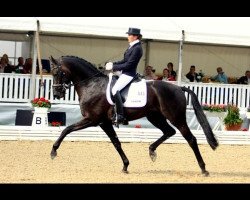 stallion Astrix (KWPN (Royal Dutch Sporthorse), 2005, from Obelisk)