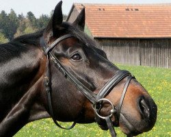 dressage horse Florentino 47 (Hanoverian, 2001, from Fabriano)