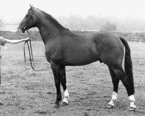 stallion Dageraad (Dutch Warmblood, 1985, from Ramiro Z)