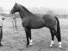 stallion Dageraad (KWPN (Royal Dutch Sporthorse), 1985, from Ramiro Z)