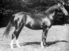 broodmare Nasra 1908 ox (Arabian thoroughbred, 1908, from Daoud 1899 ox)