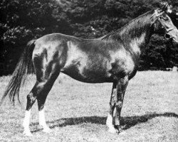 broodmare Nasra 1908 ox (Arabian thoroughbred, 1908, from Daoud 1899 ox)