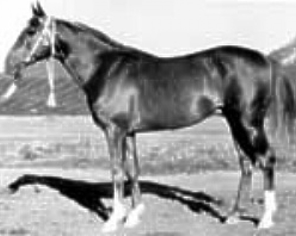 Deckhengst Skrzyp ox (Vollblutaraber, 1936, von Lowelas ox 4178)