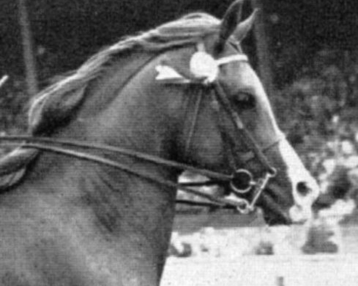 stallion Ludo ox (Arabian purebred, 1953, from Blue Domino ox)