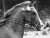 stallion Ludo ox (Arabian thoroughbred, 1953, from Blue Domino ox)