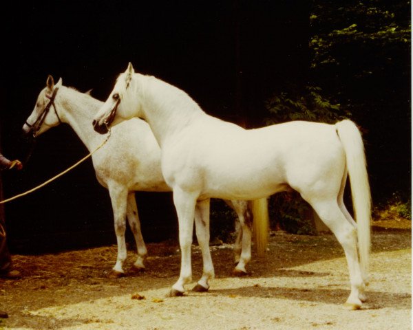 stallion Lurex ox (Arabian thoroughbred, 1968, from Ludrex ox)