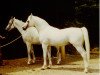stallion Lurex ox (Arabian thoroughbred, 1968, from Ludrex ox)