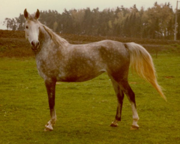 horse Sahra ShA (Shagya Arabian, 1973, from Salon 1959 ox)