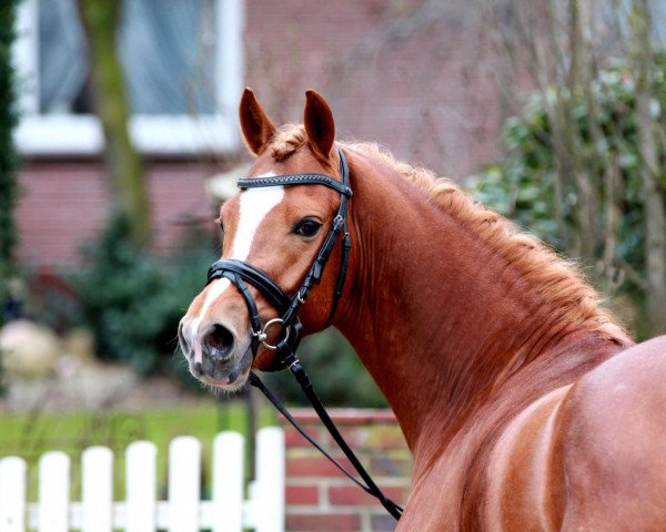 Deckhengst Fan Star ZSS (Deutsches Reitpony, 2009, von Fuchur)