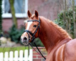 stallion Fan Star ZSS (German Riding Pony, 2009, from Fuchur)