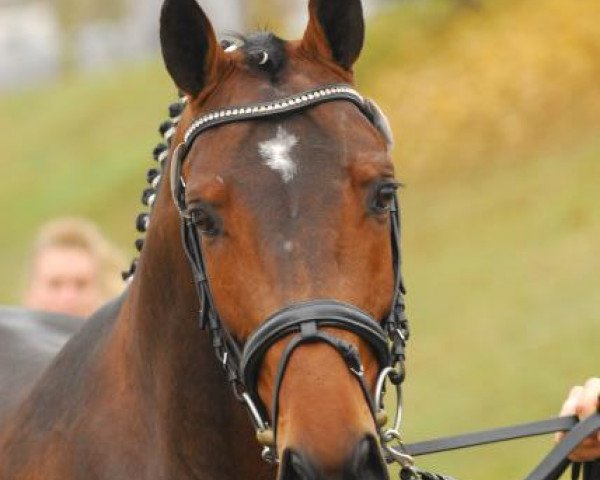stallion Captain Fleurop (Westphalian, 2009, from Captain Fire)