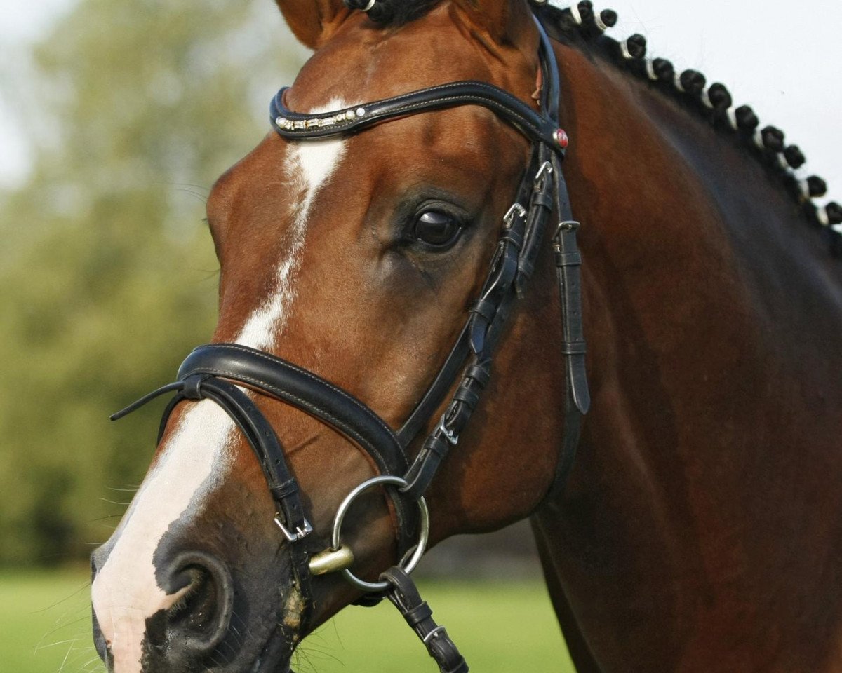 Deckhengst King of Dance (Deutsches Reitpony, 2002, von King Bjuti)