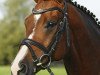 stallion King of Dance (German Riding Pony, 2002, from King Bjuti)