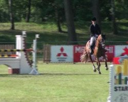 jumper Allright 10 (Oldenburg show jumper, 2005, from Acadius)