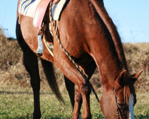 Pferd Alice (Quarter Horse, 1995, von Dox Cash 'N Hand)