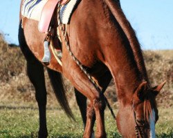 Pferd Alice (Quarter Horse, 1995, von Dox Cash 'N Hand)