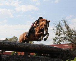 Pferd Noah (Deutsches Reitpony, 1997, von Neckar)