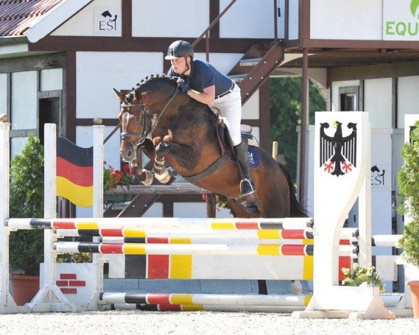 dressage horse Don Million (Oldenburg, 2004, from Don Larino 171 FIN)