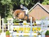 jumper Quick Sox (Oldenburg show jumper, 2005, from Quidam's Rubin)