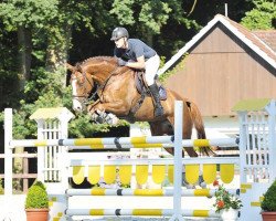 jumper Quick Sox (Oldenburg show jumper, 2005, from Quidam's Rubin)