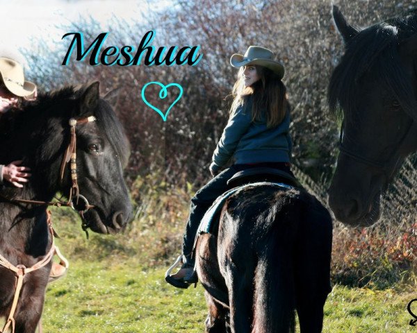 horse Meshua (Tinker / Irish Cob / Gypsy Vanner, 2001, from Highlander)