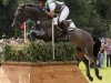 jumper Vincent TSF (Trakehner, 2002, from Grafenstolz)