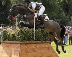 jumper Vincent TSF (Trakehner, 2002, from Grafenstolz)