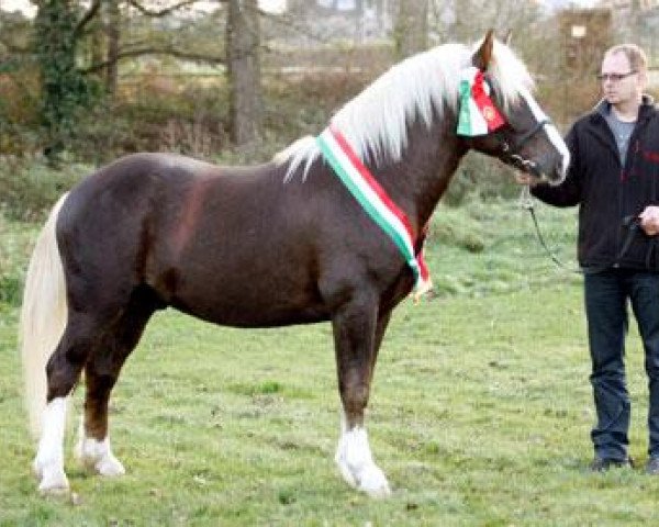 stallion Murphy 177 (Black Forest Horse, 2009, from Milan)