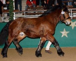 stallion Nepomuk (Rhenish-German Cold-Blood, 2009, from Nikodemus)