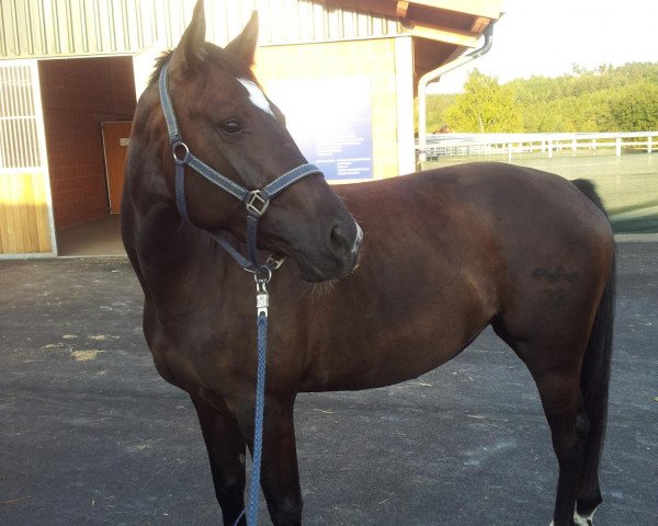 horse Karolin (German Sport Horse, 2009, from Werenfels)