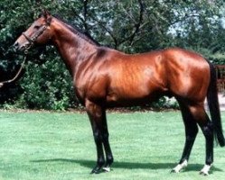 stallion Bluebird xx (Thoroughbred, 1984, from Storm Bird xx)