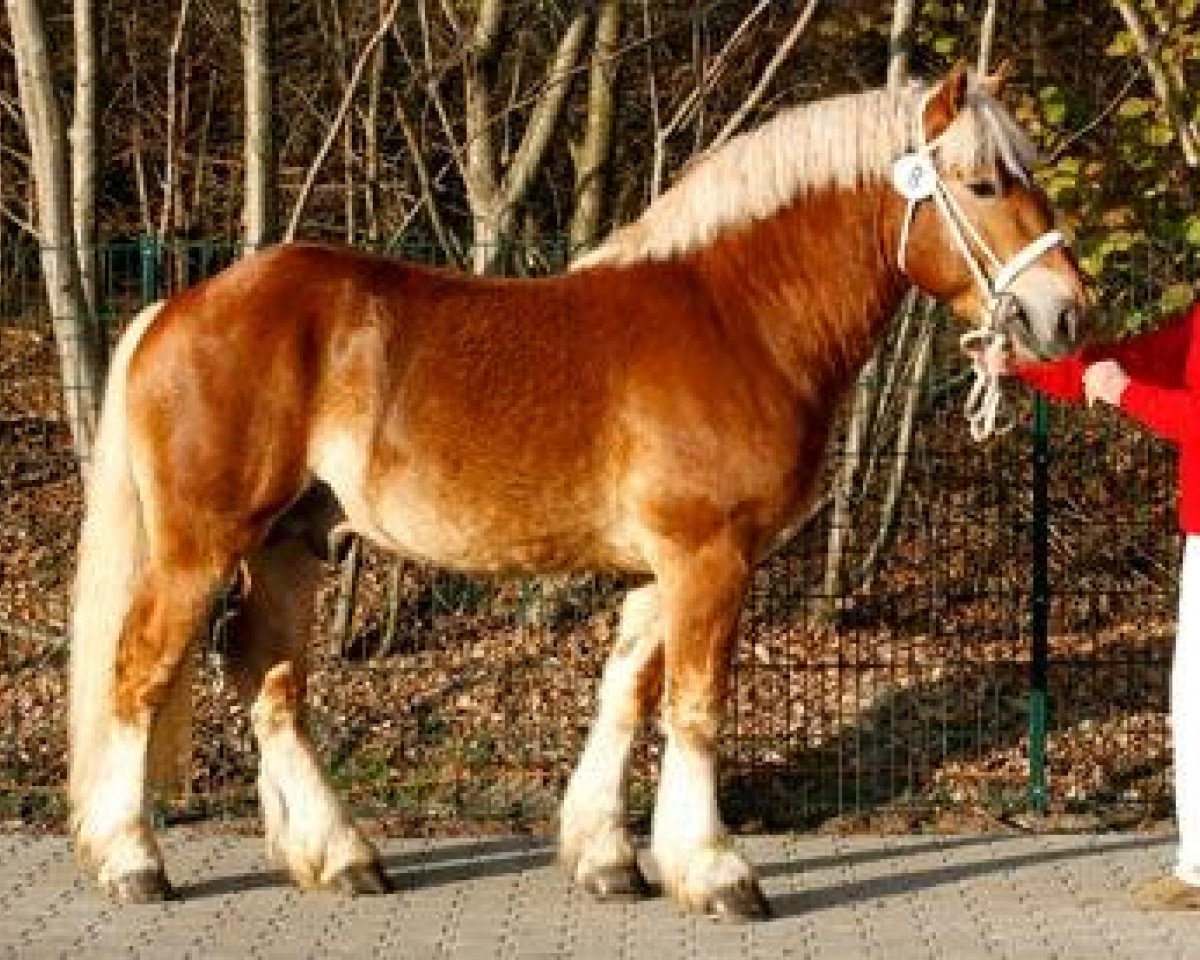 stallion Erdinger Gold (Rhenish-German Cold-Blood, 2009, from Erlander)