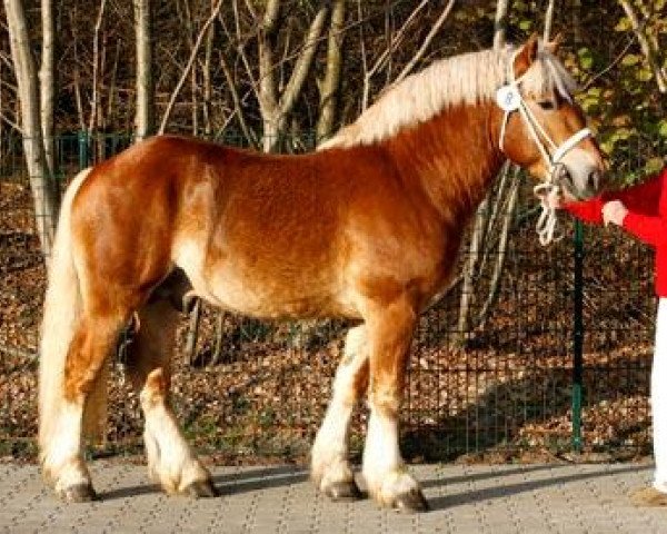stallion Erdinger Gold (Rhenish-German Cold-Blood, 2009, from Erlander)