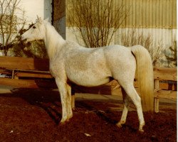 broodmare Gazal VII 17 ShA (Shagya Arabian, 1959, from Gazal VII ShA)