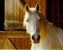 horse Salon II (Shagya Arabian, 1974, from Salon 1959 ox)