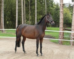 broodmare Xolferna (Trakehner, 1998, from Solferno)