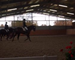 dressage horse Sando 85 (Oldenburg, 2006, from Salut Le Bon)