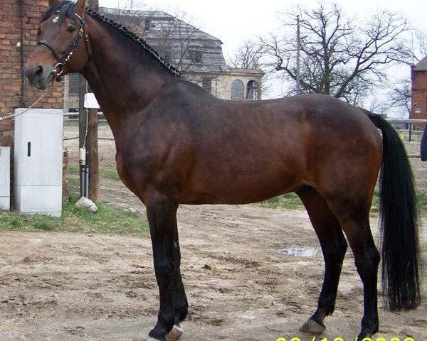 stallion Atlas Bavaria (Holsteiner, 1988, from Ahorn Z)