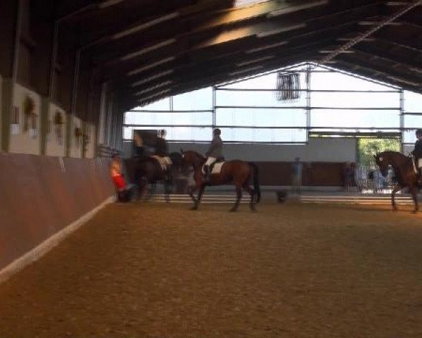 dressage horse Diamond Star 2 (Westphalian, 2003, from Diamond Hit)