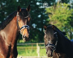 dressage horse Noblesse 262 (KWPN (Royal Dutch Sporthorse), 2018, from Desperado)