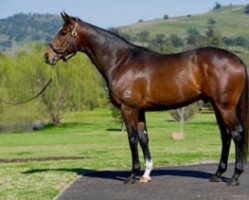 stallion Onemorenomore xx (Thoroughbred, 2006, from Red Ransom xx)